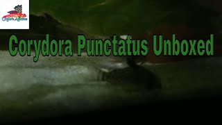 Unboxing Corydora Punctatus from Jason of Jadren Aquatics [upl. by Dom332]