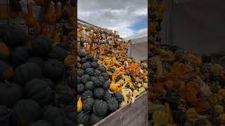 Jucker Farm Pumpkin Festival A MustVisit Autumn Wonderland in Switzerland [upl. by Stronski]