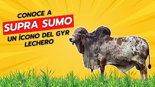 CONOCE A SUPRA SUMO ÍCONO DEL GYR LECHERO [upl. by Nabroc]