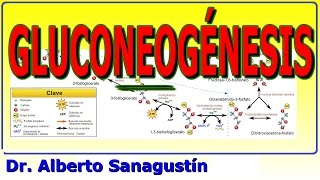 Gluconeogénesis paso a paso [upl. by Yssirc]