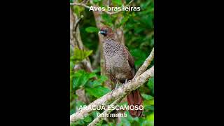 ARACUÃ ESCAMOSOfyp brazilianbirds avesdobrasil natureza CapCut [upl. by Kayla]