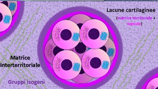 Istologia 25  Cartilagine [upl. by Asyram]