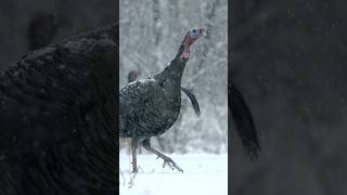 Turkey Walks Through SNOW in Slow Sotion [upl. by Urbano]