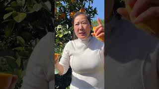 Sisters Yingzis Gannan navel oranges are expected to be sold for about 10 days Sisters who li [upl. by Cornwall]