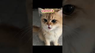 Watch this savvy owner cool down the cat creatively [upl. by Bren783]