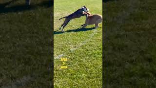 Boba and Nash running around 🐾 americanbulldog dog funnyanimals pets fun friends [upl. by Arten]