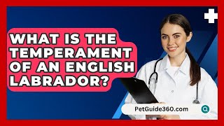 What Is the Temperament of an English Labrador  PetGuide360com [upl. by Trebuh]