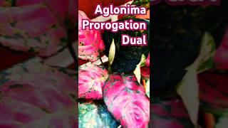 Aglonima Prorogation update plants redlove garden aglonema houseplants love music makeup [upl. by Yneffit]