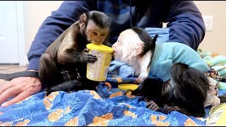 Capuchin Monkeys Sharing [upl. by Htabazile]