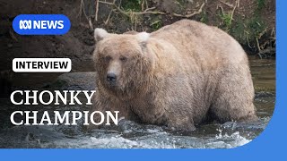 128 Grazer overcomes tragedy to win Fat Bear Week crown  The World [upl. by Annelg203]