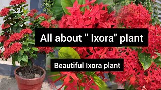 All about quotIXORAquot plant Trick to grow IXORA plant in 15 days get more flowers in IXORA plant [upl. by Aset]