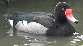 Rosybilled Pochard [upl. by Choo]