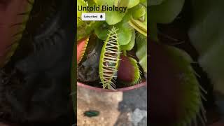 carnivorousplants nepenthes utricularia viralshorts trandingshorts [upl. by Yzmar]