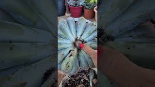 how to prune succulent stem rotting parts [upl. by Kcim712]