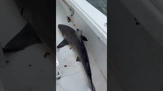 Spinner Shark in the Boat [upl. by Rehpitsirhc634]