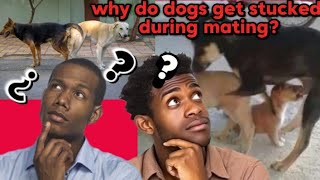 why do dogs get stucked during mating🤔 bbcearth [upl. by Silisav]