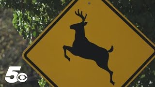 How to stay safe during peak season of deer collisions in Arkansas [upl. by Eirrot313]