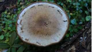 Mountain Moment Mushrooms [upl. by Zealand]