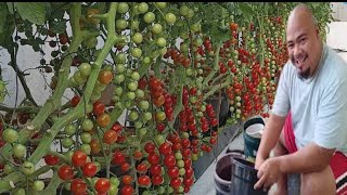 Growing Cherry Tomatoes at Home [upl. by Ireg]