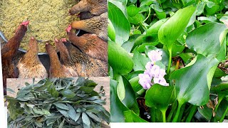 Mix chicken feed from water hyacinth  effects of ACACIA MANGIUM plant on chickens  Chicken Farm [upl. by Neenaej45]