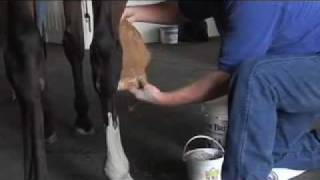 How to Poultice a Horses Leg [upl. by Elmer]