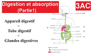 La digestion et labsorption Partie1  3AC  الهضم و الامتصاص [upl. by Hsuk]