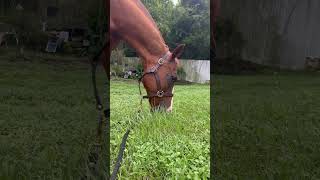 Penny grazing horse ilovemyhorse horseenthusiast equestrian equestrianlove horsefan fyp fy [upl. by Hartzke261]