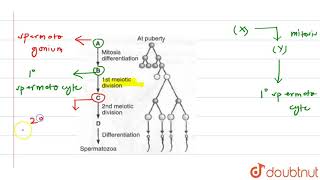 What is the correct sequence of sperm formation [upl. by Guild724]