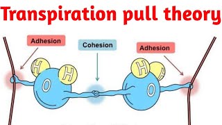 Cohesiontension theory or transpiration pull theory [upl. by Hpeosj324]