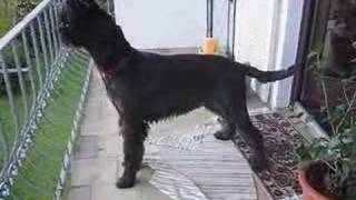 Hund beim jaulen  Riesenschnauzer  Giant schnauzer [upl. by Lexa28]