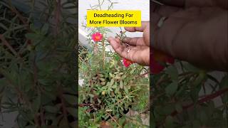 Deadheading is Your Secret Weapon For More Flower Blooms 🌿 shorts gardening portulaca [upl. by Neo]