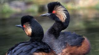 Black necked grebe Podiceps nigricollis sound  Call and song [upl. by Naoh315]