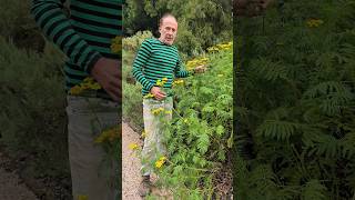 Tansy tanacetum vulgare herbs foraging nativeplants adventure gardening permaculture garden [upl. by Phares]