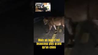 Loup noir sur une route dog black wolf viral shorts trending science facts animals video [upl. by Yerfej]