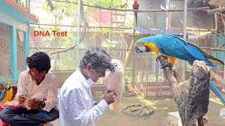 Before Breeding Test Your Parrots DNA [upl. by Sirrad]