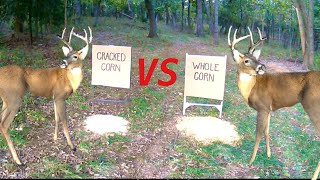 Trail Camera Cracked Corn vs Whole Corn What Do Deer Like Better [upl. by Amelina]