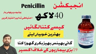 Injection Penicillin 40 Lac  Uses In Buffalo Cow Goat Horses [upl. by Rother963]