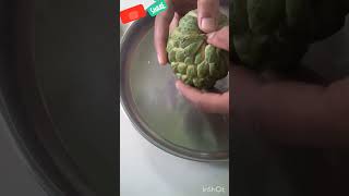 How to Grow Sugar Apple  Sweetsop  Custard Apple from Seeds at Home Easy Way [upl. by Hall]