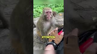 Monos ladrones 🐒 monos indonesia curiosidades [upl. by Kcirdaed]