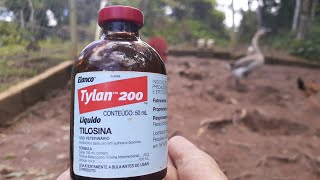 TYLAN 200 TILOSINA PARA GOGÓ CORIZA ENFEQUICIOSA CÓLERA TIFO AVIÁRIA [upl. by Eihtur178]