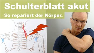 Akuter Schmerz am Ansatz des SchulterblattHebers Levator Scapulae So regeneriert die Matrix [upl. by Anelrahs146]