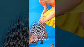 How Porcupine Use Their Quills animals amazing knowledge new trending shorts [upl. by Bailar787]