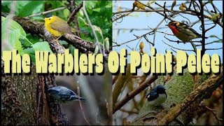 The Warblers Of Point Pelee  Spring Migration  The Bird Bros Ep 47 [upl. by Aisanat]