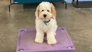 Fully Trained Australian Labradoodles Puppies Training  Springdale Labradoodles of Greensboro NC [upl. by Adlih]