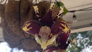 Flashback Bloom Video  Stanhopea Tigrina ‘Predator’  October 2024 [upl. by Celestyn]