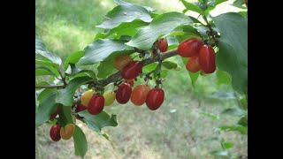 Cornelian Cherry Dogwood [upl. by Sydalg]