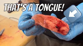 MustWatch DIY Deer Tongue Removal Tutorial [upl. by Lasser]