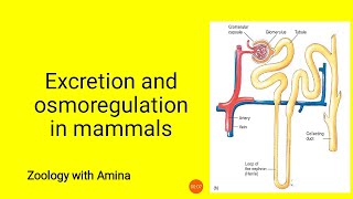 Excretion and Osmoregulation in Mammals  ZoologywithAmina [upl. by Evey]