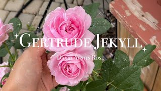 Gertrude Jekyll climbing rose  格特鲁德杰科儿，DA rose 大卫奥斯汀月季，粉色浓香可食用爬藤月季，坐标多伦多 [upl. by Ybab863]