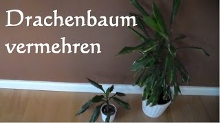 Drachenbaum vermehren Stecklinge  Dracaena Marginata Ableger machen schneiden [upl. by Ariait]